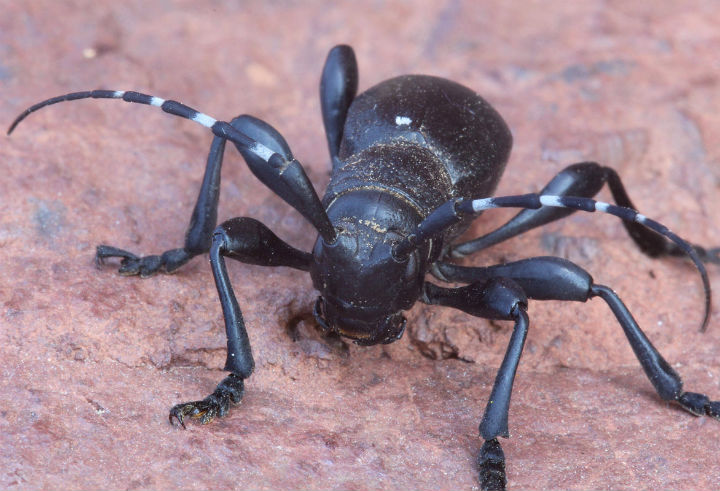 Cactus Longhorn Beetle